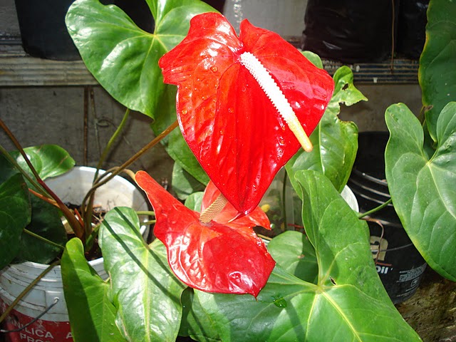 cqs1312417197c.JPG