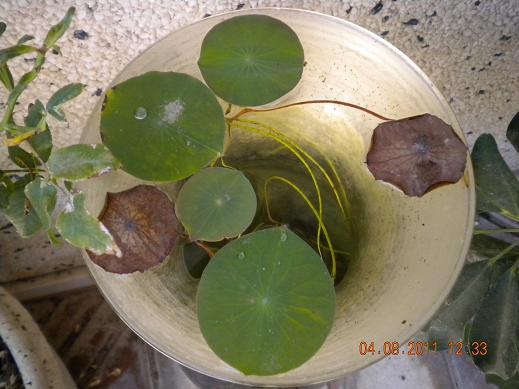 cqs1312455059p.JPG