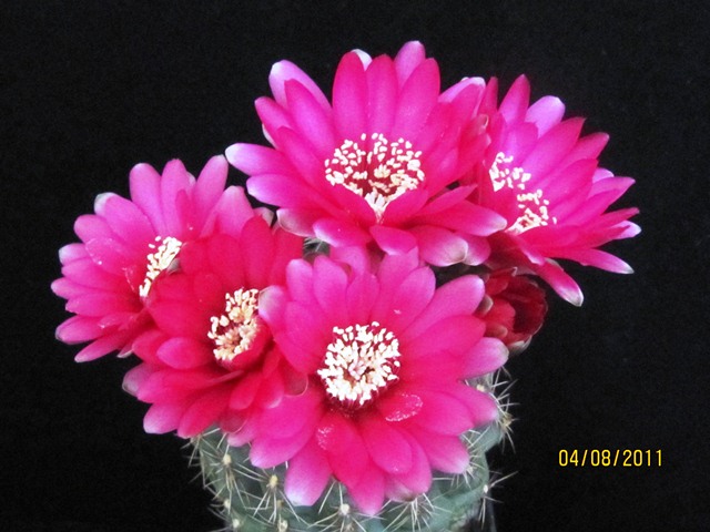 cqs1312488150z.JPG