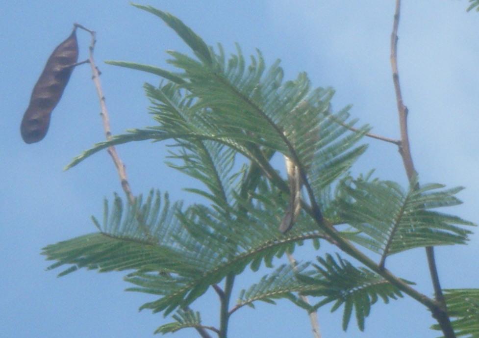 cqs1312488447i.jpg