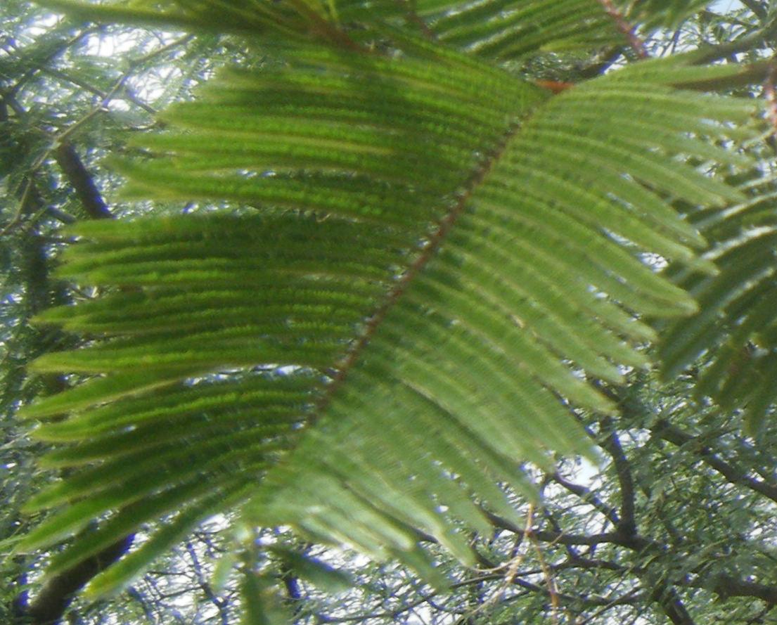 cqs1312488492j.jpg