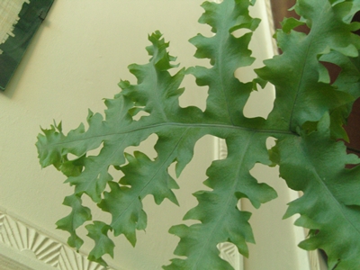 cqs1312501418w.JPG