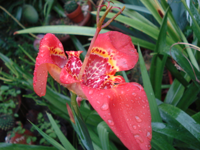 cqs1312513025r.JPG