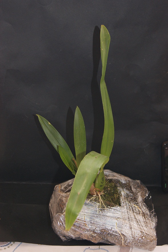 cqs1312548691b.jpg