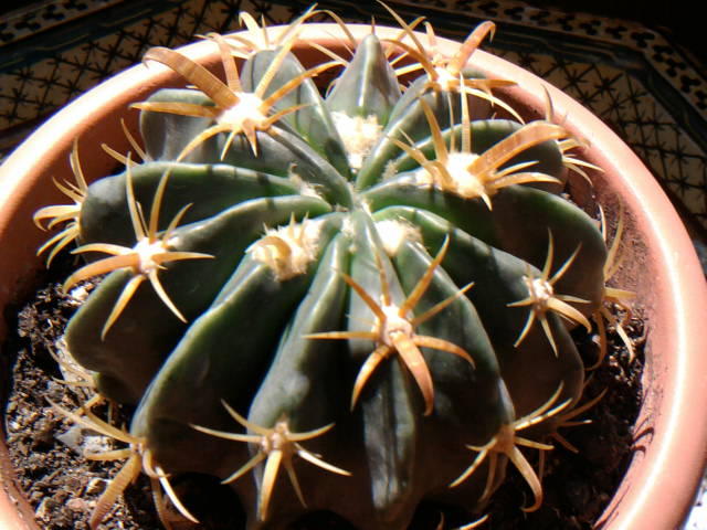 cqs1312553793x.jpg