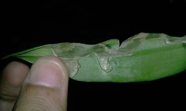 cqs1312602181a.jpg