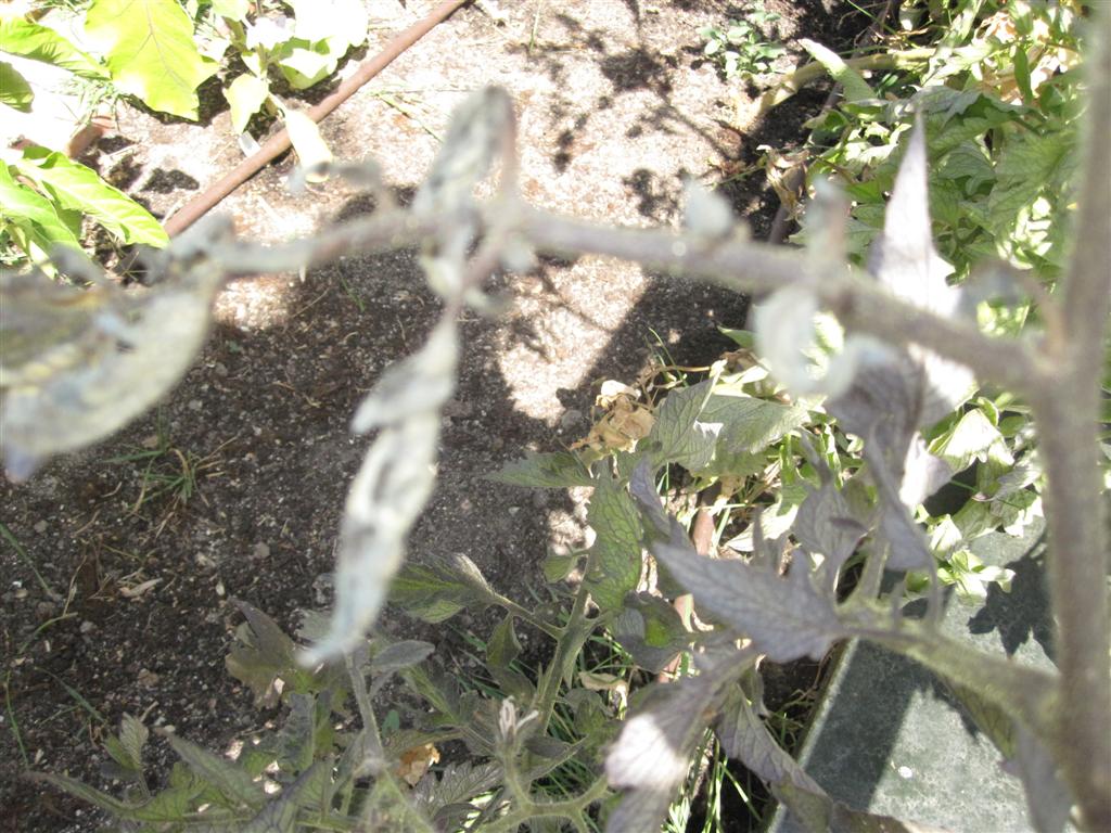 cqs1312626130m.JPG