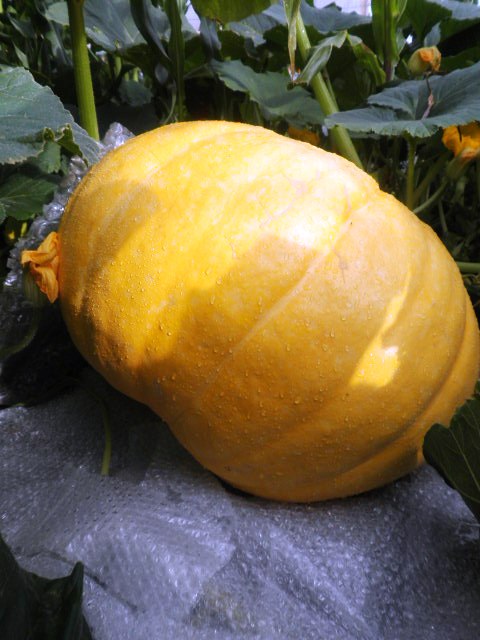 cqs1312654398z.JPG