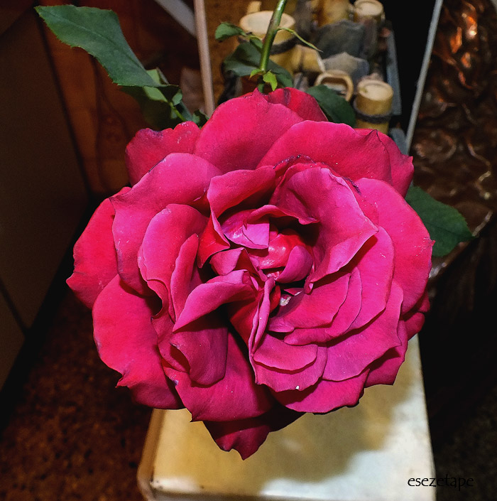 cqs1312663693s.jpg