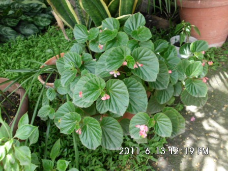 cqs1312671917w.JPG