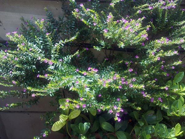 cqs1312715154b.jpg