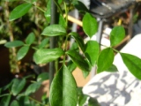 cqs1312737048g.JPG