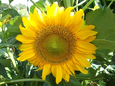 cqs1312738839e.JPG