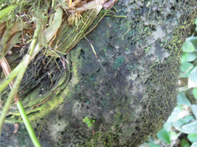 cqs1312746676y.JPG