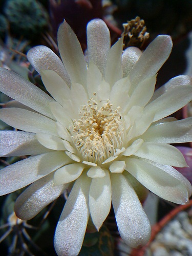 cqs1312820861s.JPG