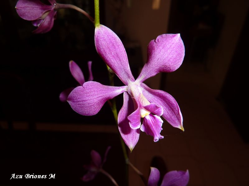 cqs1312856754r.JPG