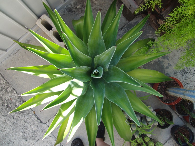 cqs1312897174o.JPG