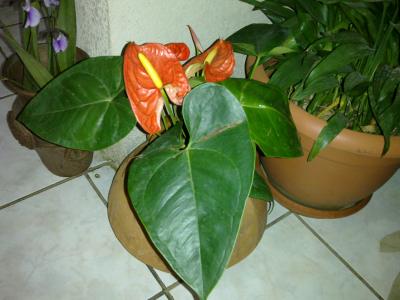 cqs1312909192n.jpg