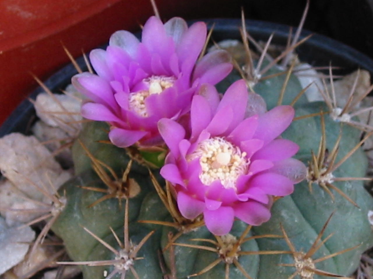 cqs1312913956a.jpg