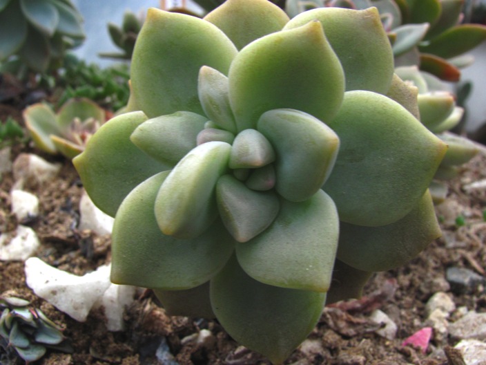 cqs1312944768l.jpg