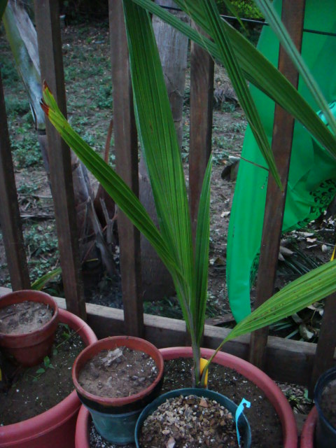 cqs1313103599j.JPG