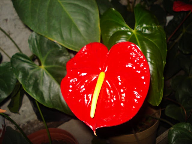 cqs1313201394o.JPG