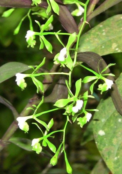cqs1313208696i.jpg