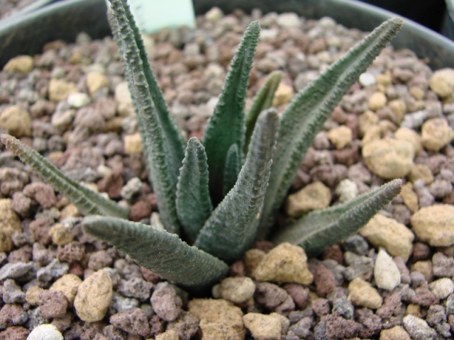 cqs1313224746o.jpg