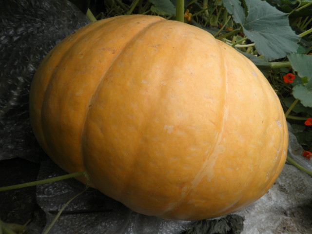 cqs1313253363b.JPG
