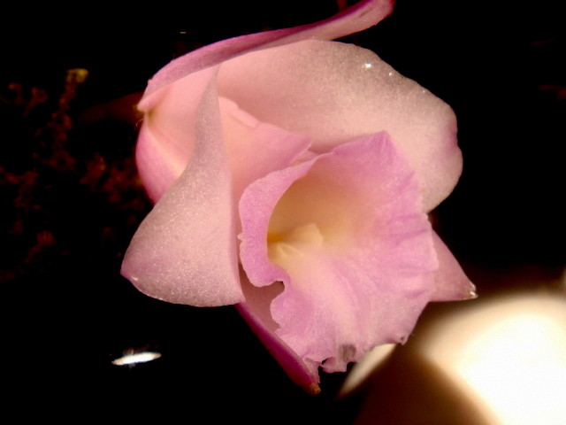 cqs1313267454e.JPG
