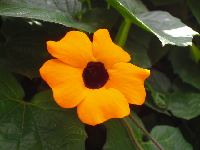 cqs1313292560g.jpg