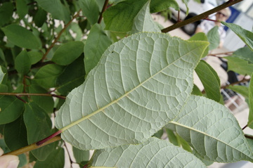 cqs1313310366x.jpg