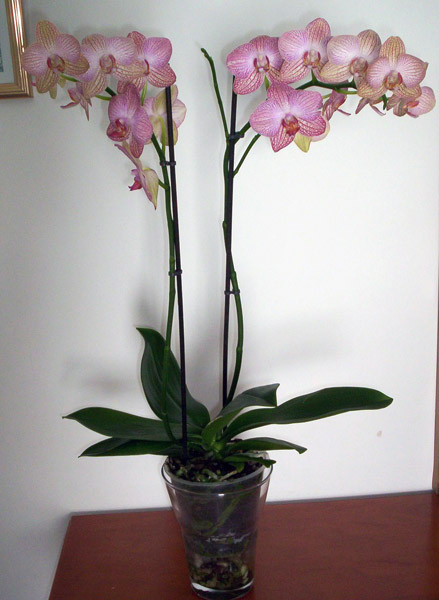 cqs1313406613f.jpg