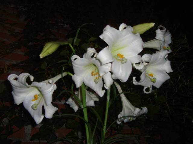 cqs1313456651k.JPG