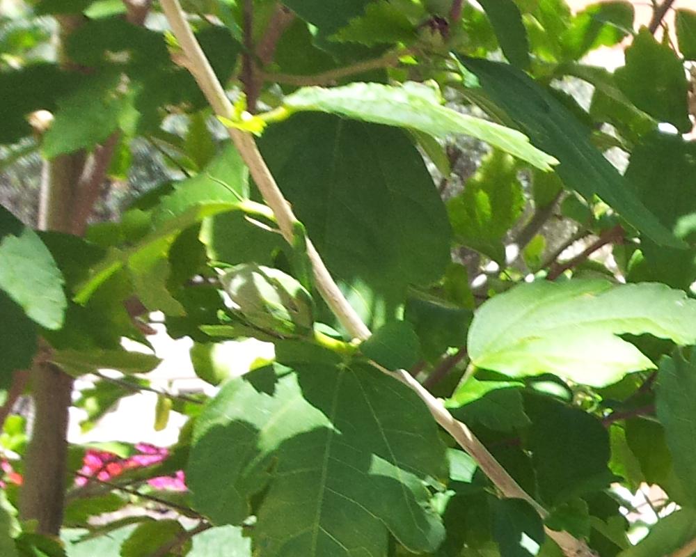 cqs1313481798f.JPG