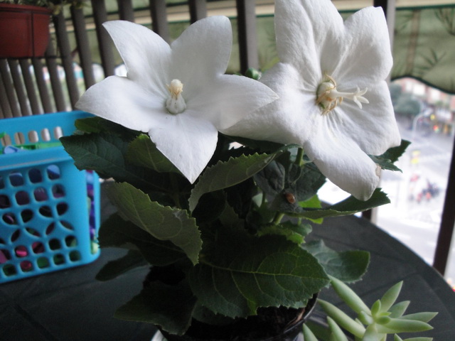 cqs1313519427e.jpg