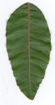 cqs1313525698h.jpg