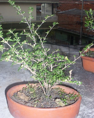 cqs1313550108b.jpg