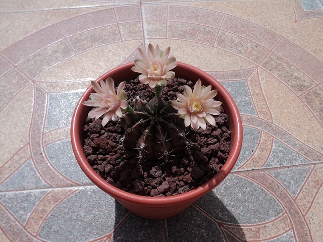cqs1313556034t.JPG