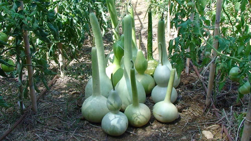 cqs1313682610c.JPG
