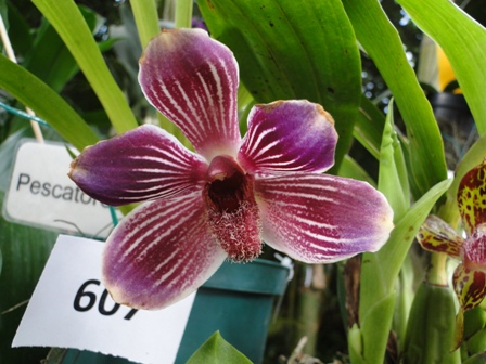 cqs1313689952s.JPG