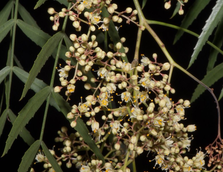 cqs1313710658o.jpg