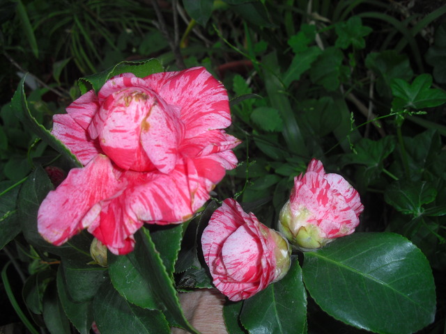 cqs1313713179p.JPG