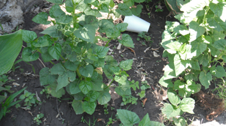 cqs1313716567w.jpg