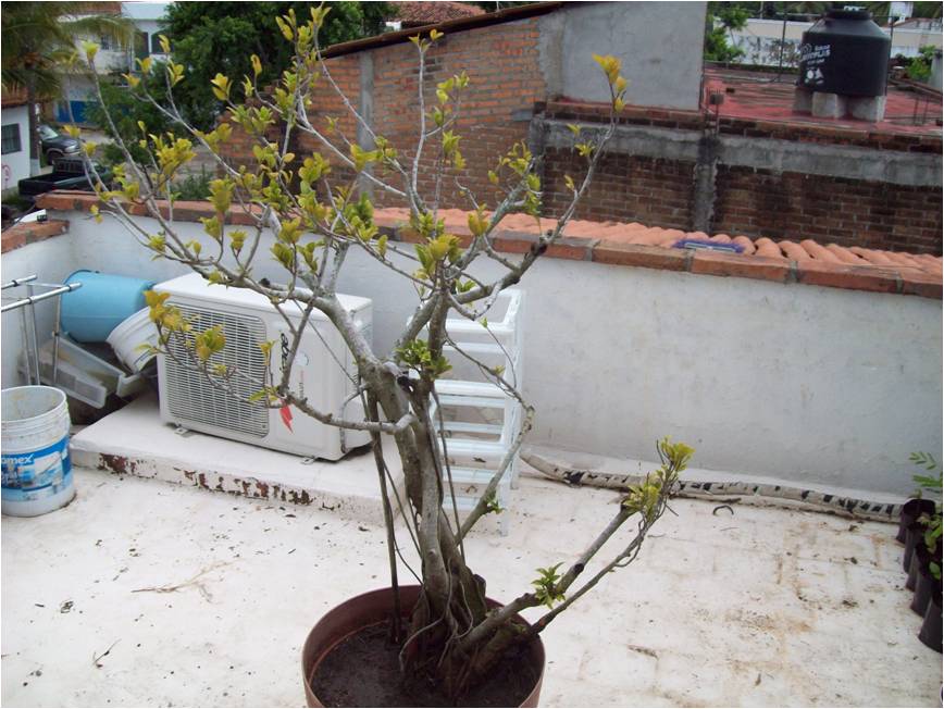 cqs1313726330j.jpg