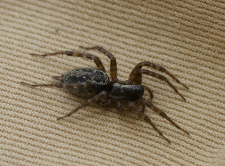 cqs1313755008p.jpg