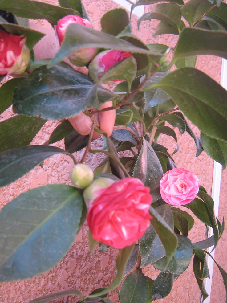 cqs1313789559o.jpg
