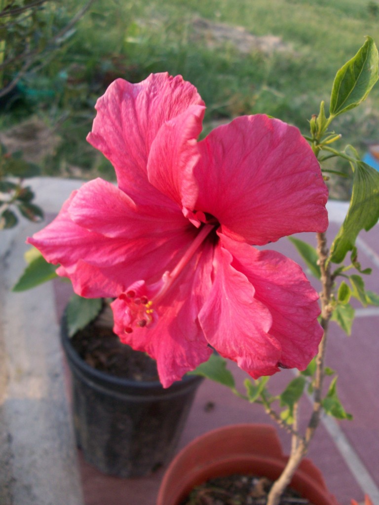 cqs1321380783p.JPG