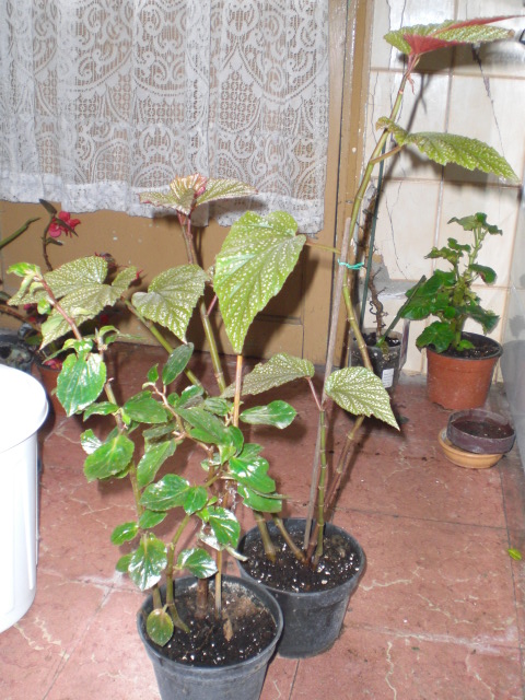 cqs1328276063j.JPG