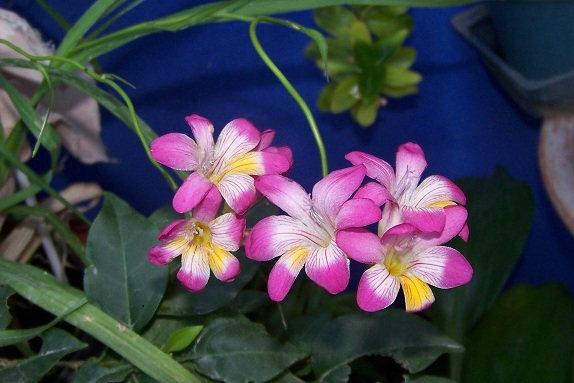 cqs1331591791s.jpg